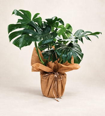 Büyük Boy Monstera