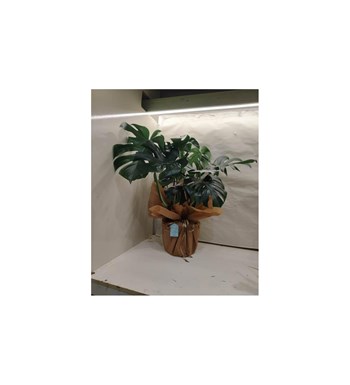 Büyük Boy Monstera