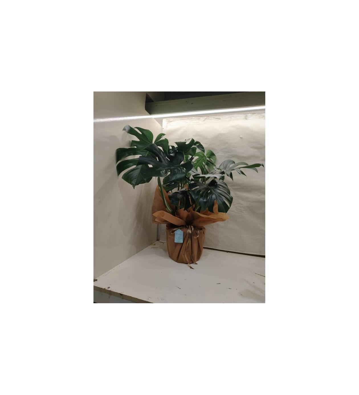 Büyük Boy Monstera özgün ürün görünümü
