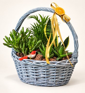 Crassula ve Sukulent Bahçesi