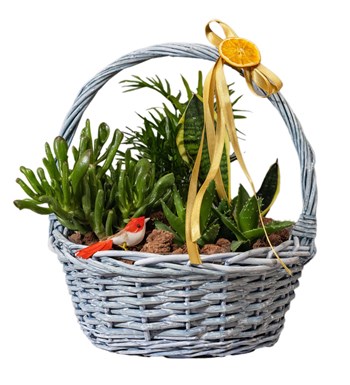 Crassula ve Sukulent Bahçesi özgün ürün görünümü