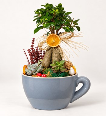 Seramik Vazoda Bonsai Garden