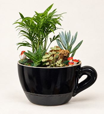 Seramik Vazoda Mini Garden