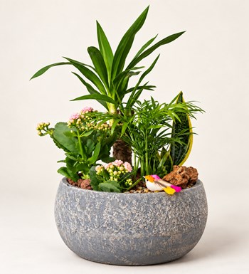 Yucca ve Sukulent Bahçesi