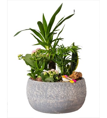 Yucca ve Sukulent Bahçesi özgün ürün görünümü