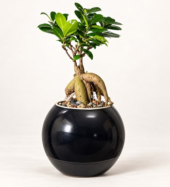 Ficus Bonsai Siyah Seramik Vazoda
