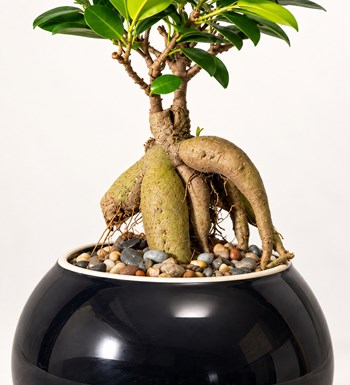 Ficus Bonsai Siyah Seramik Vazoda yaprak, gövde ve saksı detay görünümü