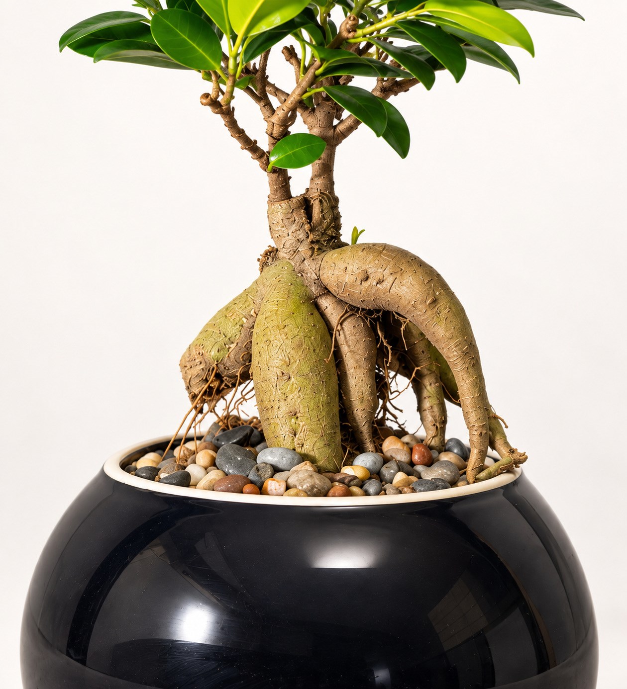 Ficus Bonsai Siyah Seramik Vazoda yaprak, gövde ve saksı detay görünümü