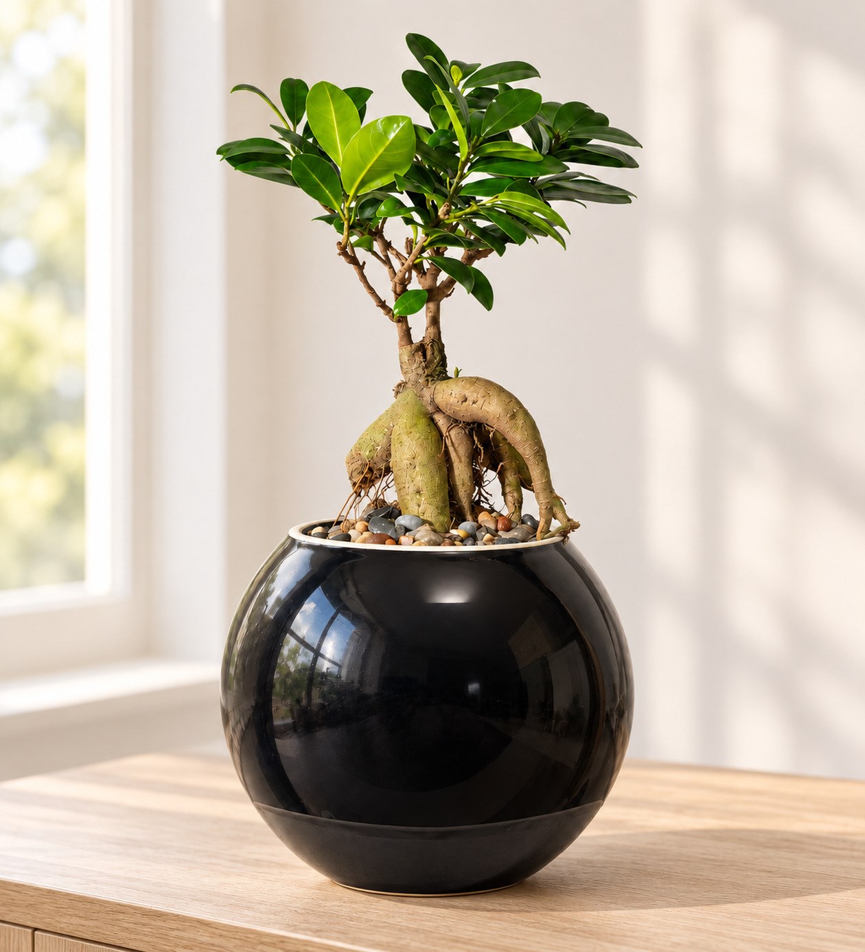 Ficus Bonsai Siyah Seramik Vazoda yaşam alanında gerçekçi boyut görünümü