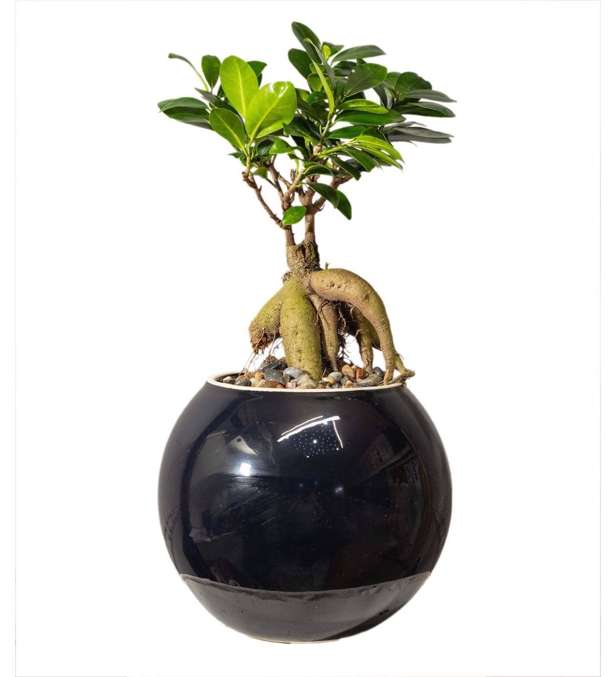 Ficus Bonsai Siyah Seramik Vazoda özgün ürün görünümü