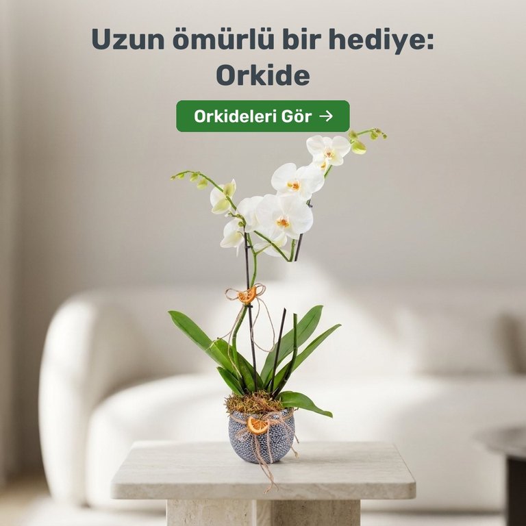 Beyaz orkide. Uzun ömürlü bir hediye, Ankara içi aynı gün teslimat.