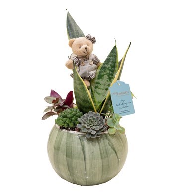 Sanseveria ve Sukulent Tasarımı özgün ürün görünümü
