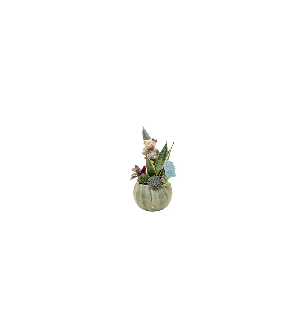 Sanseveria ve Sukulent Tasarımı özgün ürün görünümü