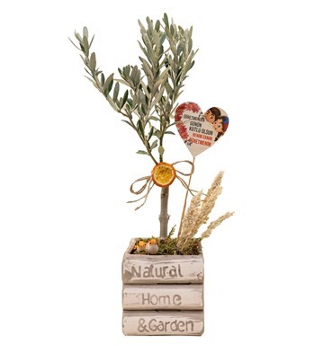 Kitap Vazoda Zeytin Bonsai özgün ürün görünümü