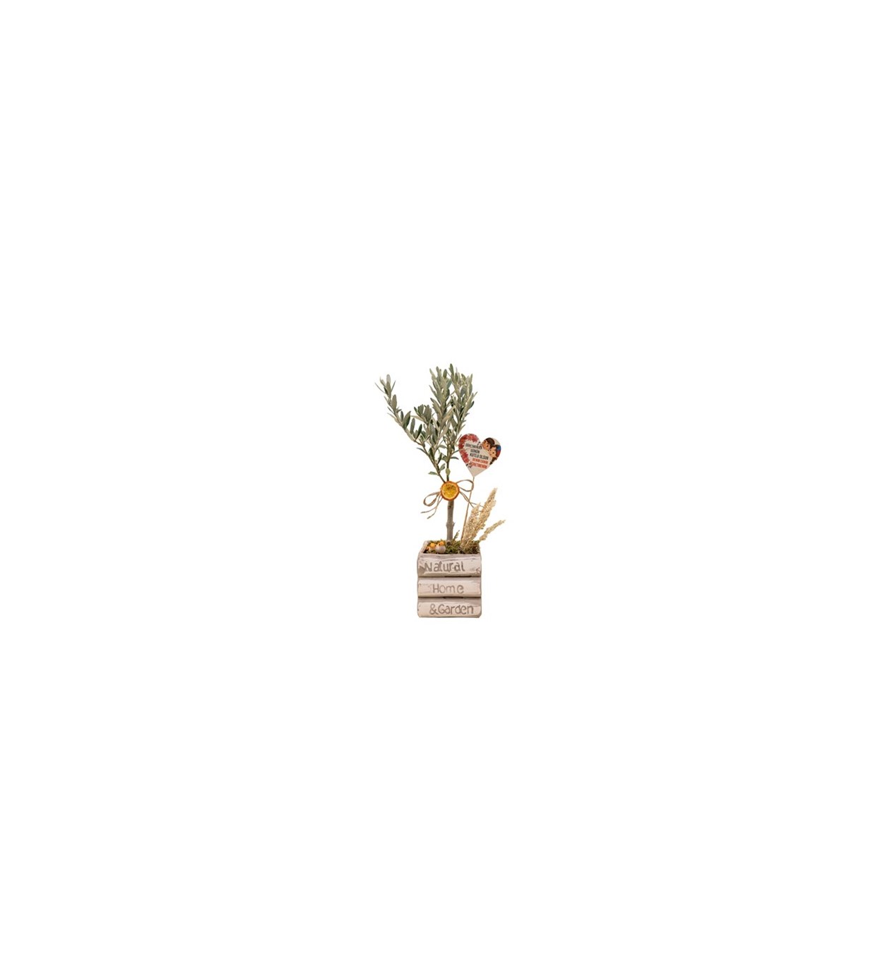 Kitap Vazoda Zeytin Bonsai özgün ürün görünümü